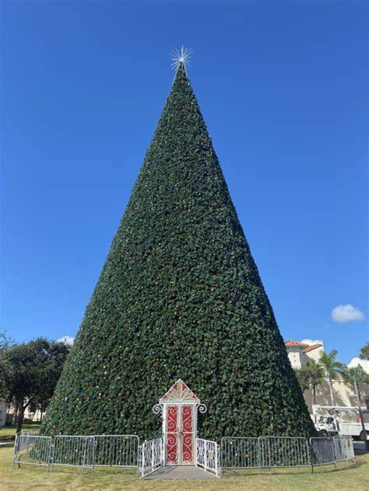 100 Ft Christmas Tree 2022